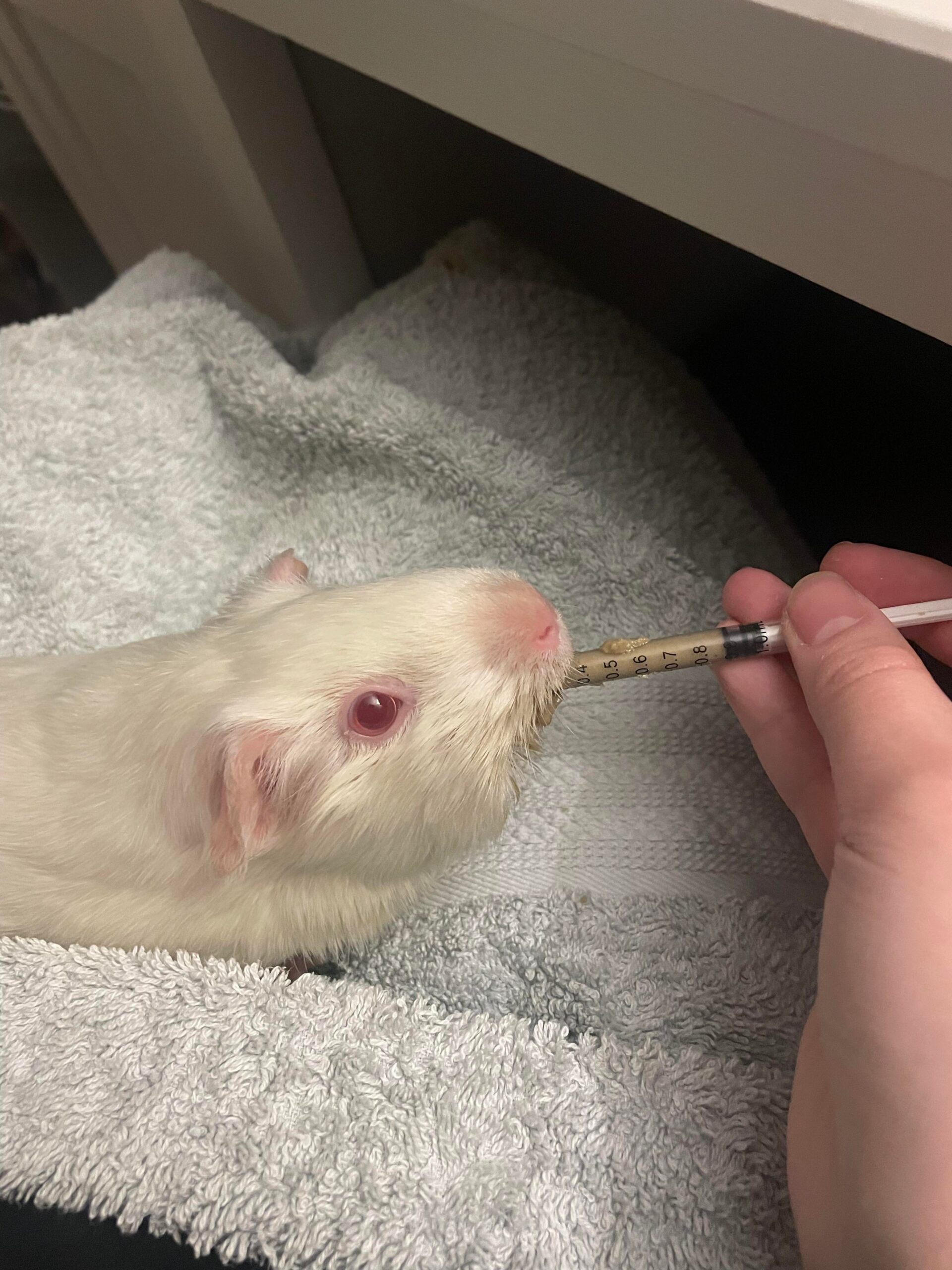How to Syringe Feed Brisbane Southside Guinea Pig Sanctuary