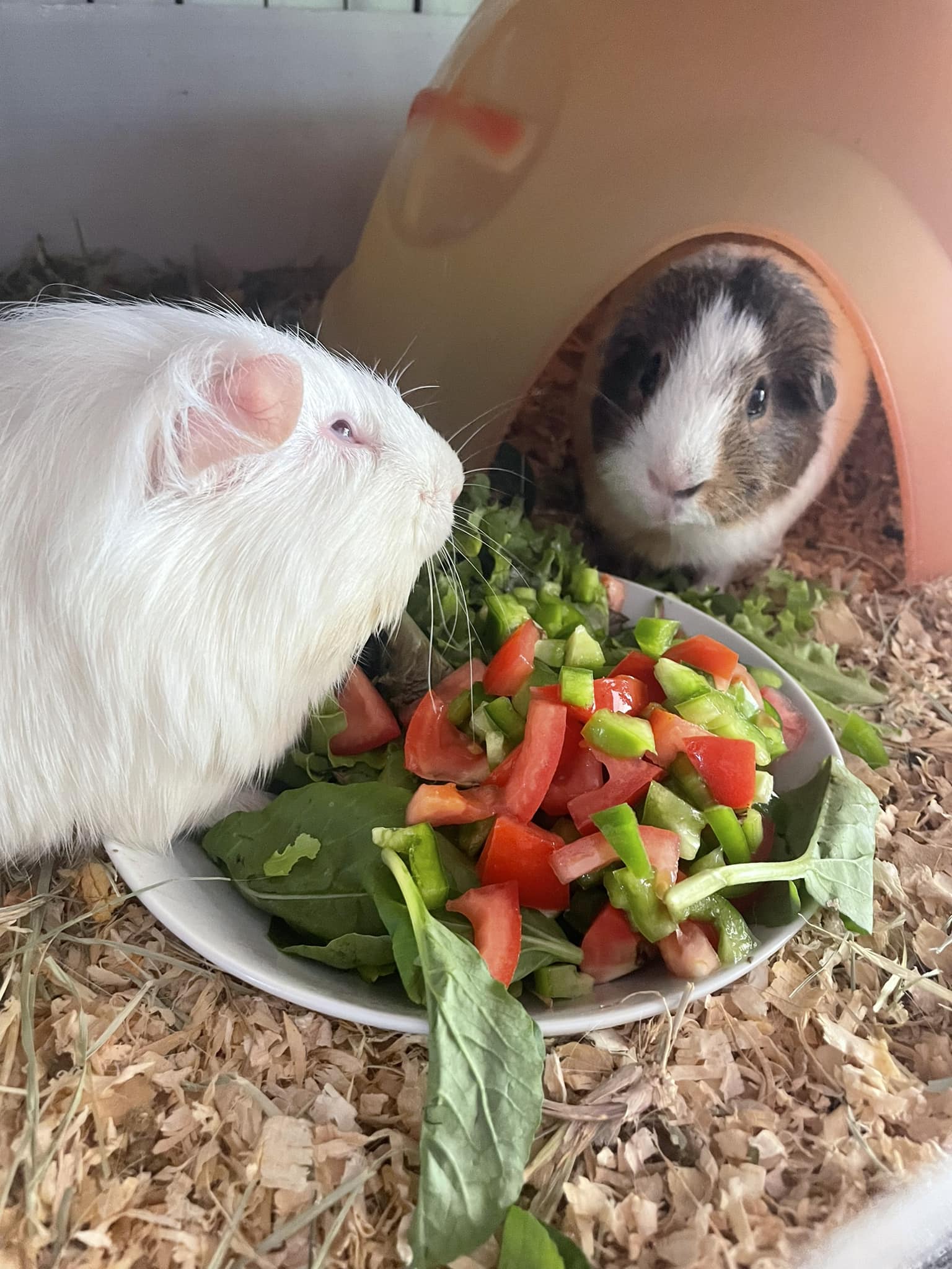 Lethal White Guinea Pigs Brisbane Southside Guinea Pig Sanctuary